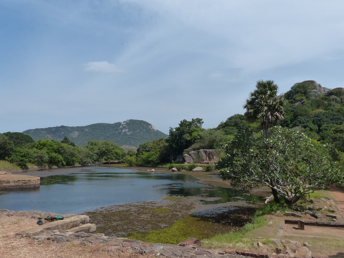 Borassus in Kaludiya Pokuna, Mihintale