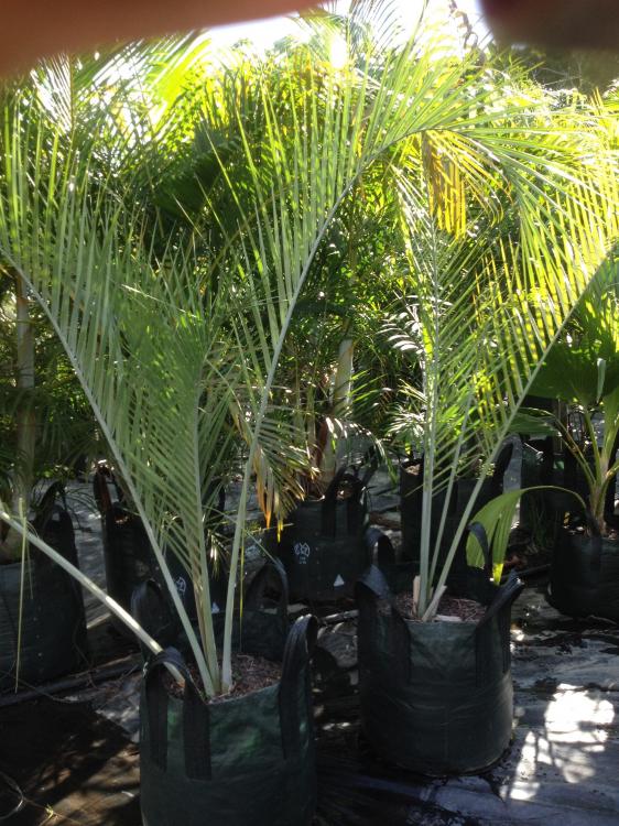 image.thumb.jpg.c80ac538c3bd1071d798656f