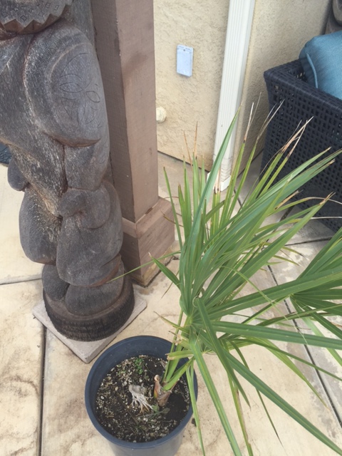 Sabal Pumos 5 gal