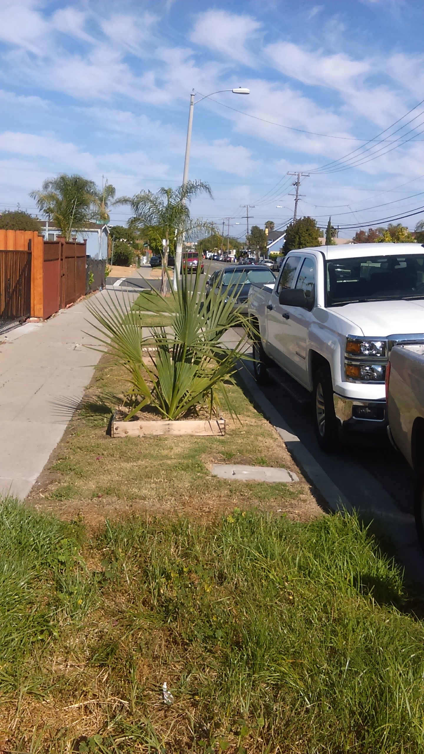 Establishment period for Sabal species in Southern California