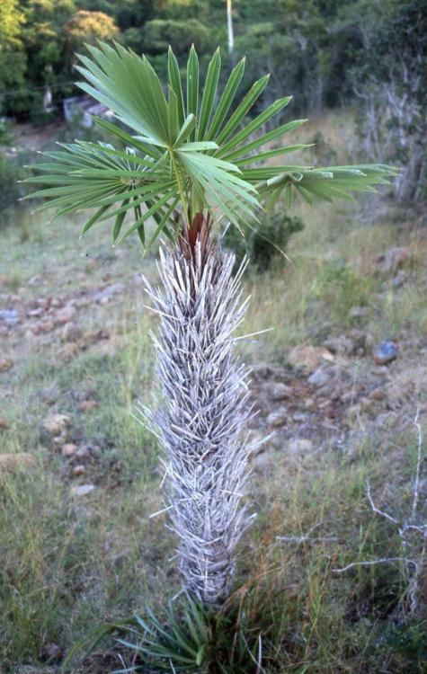 Coccothrinax garciana - Cuba (a).jpg