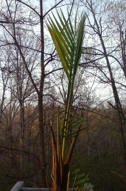 Majesty Palm.jpg