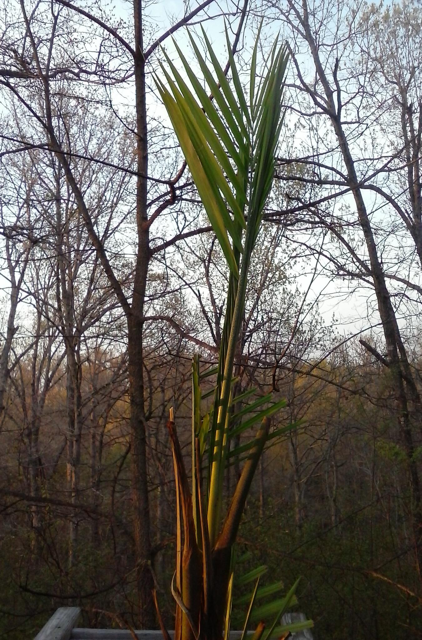 Majesty palm still alive after sleeping 4 months under house PALMS IN