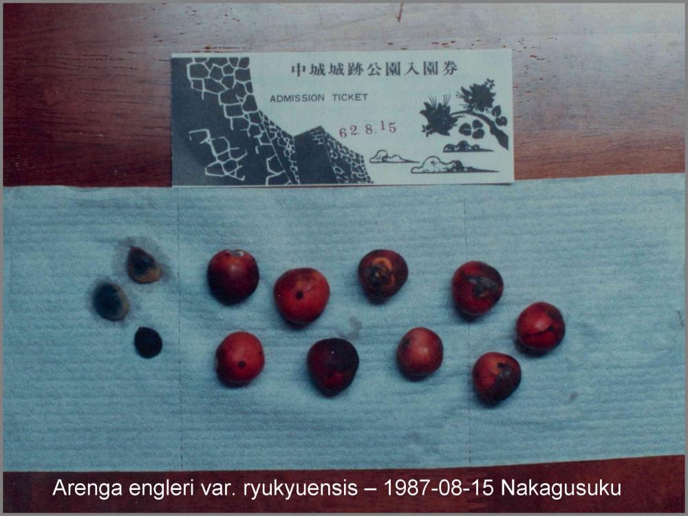 570d01884ed07_ArengaengleriseedsNakagusu