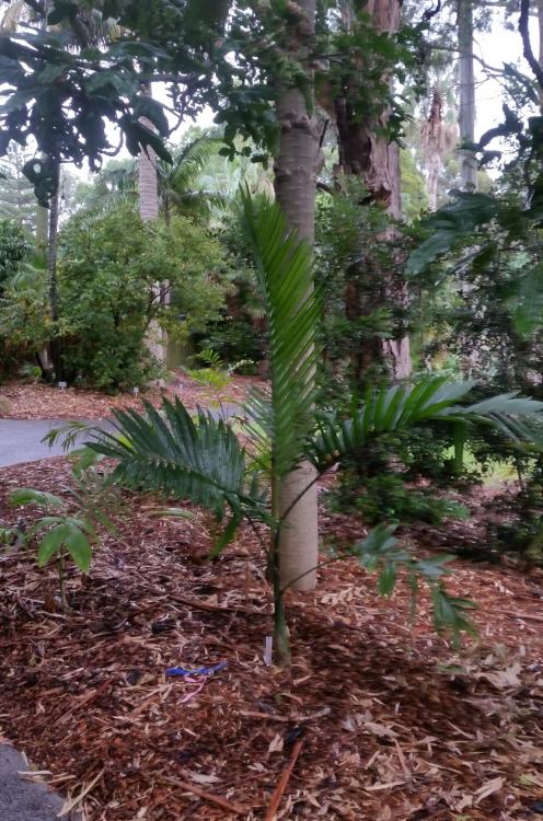 Chamaedorea woodsoniana giant form (Large).jpg