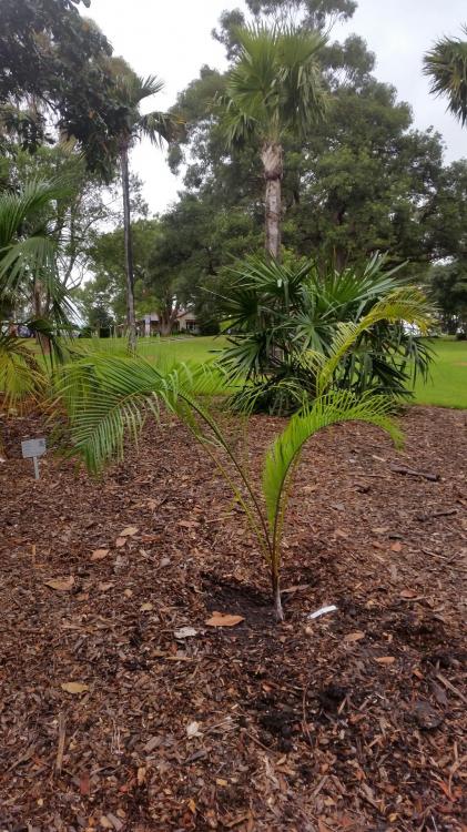 Dypsis ambositrae (Large).jpg