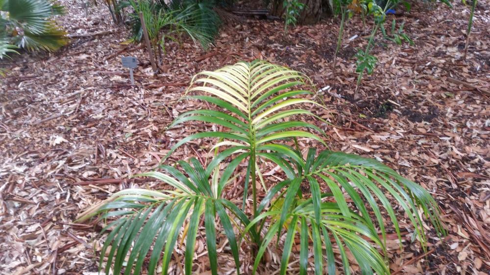 Howea forsteriana variegated form (Large).jpg