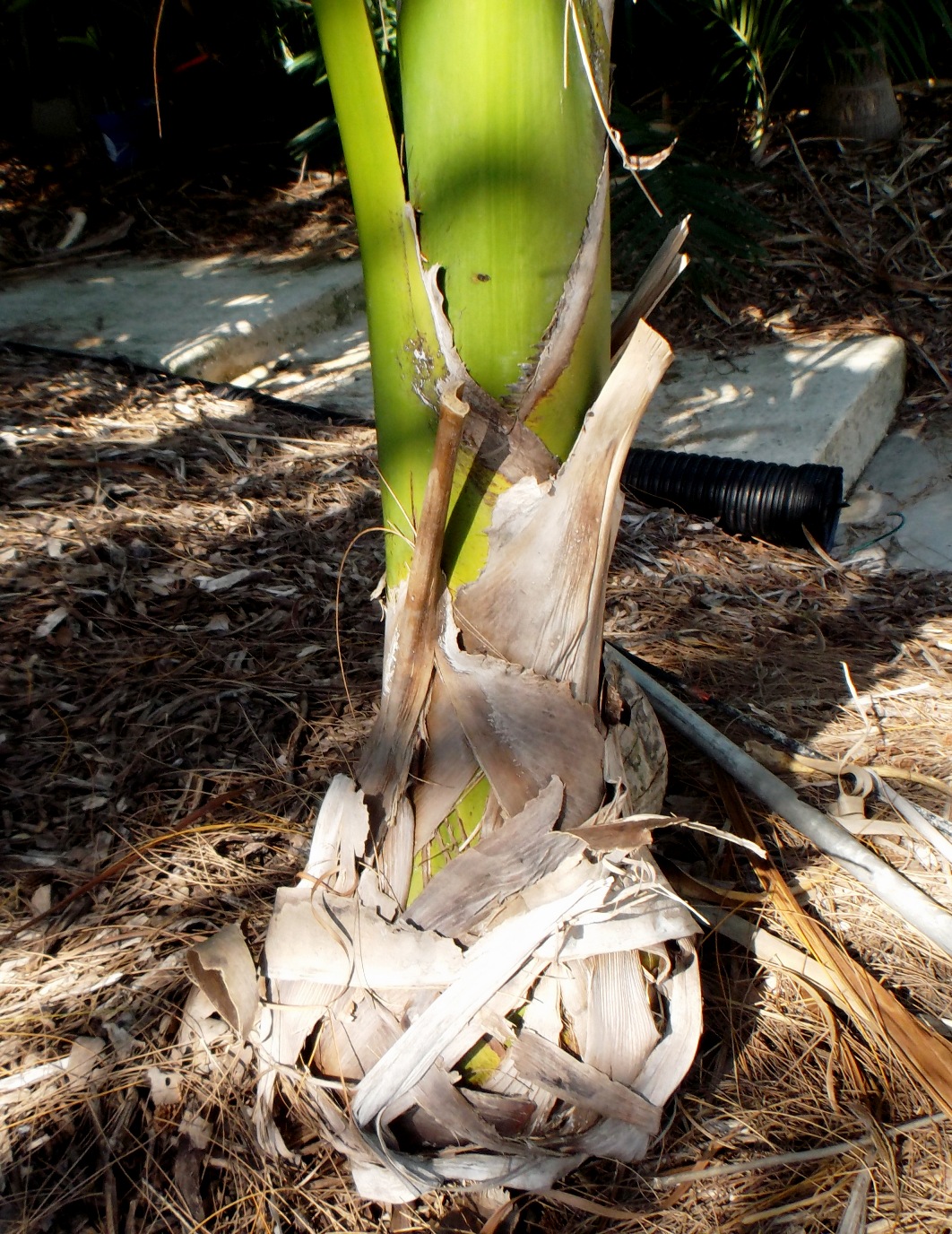 Palm Quiz ID that trunk DISCUSSING PALM TREES WORLDWIDE PalmTalk