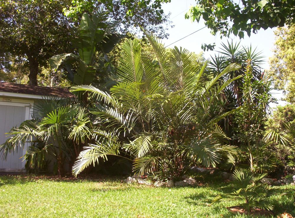 arenggga 004.jpg