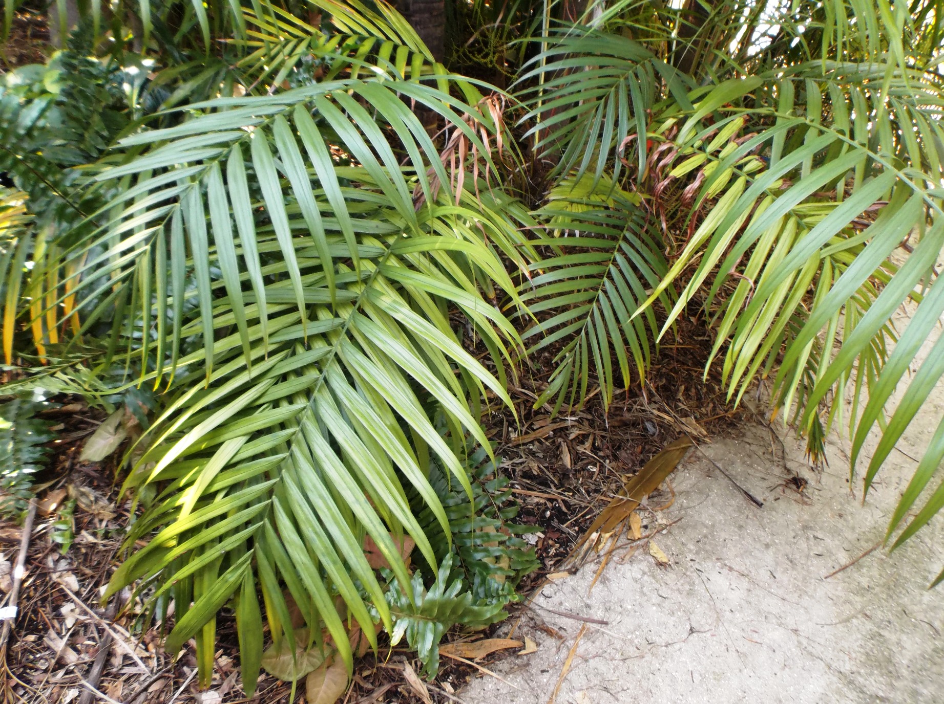 Dypsis species Dwarf update