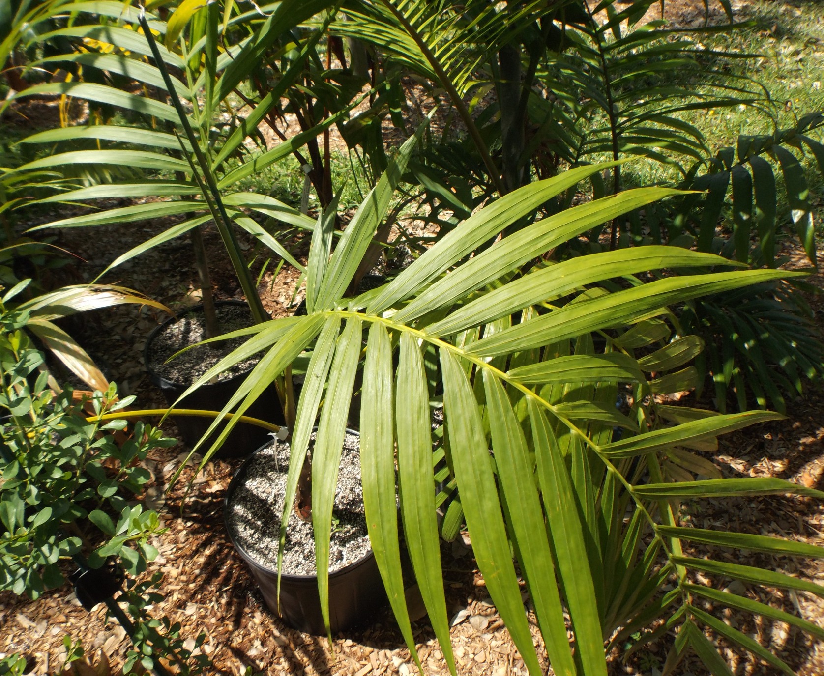 Hyophorbe indica in FL - planting advice needed