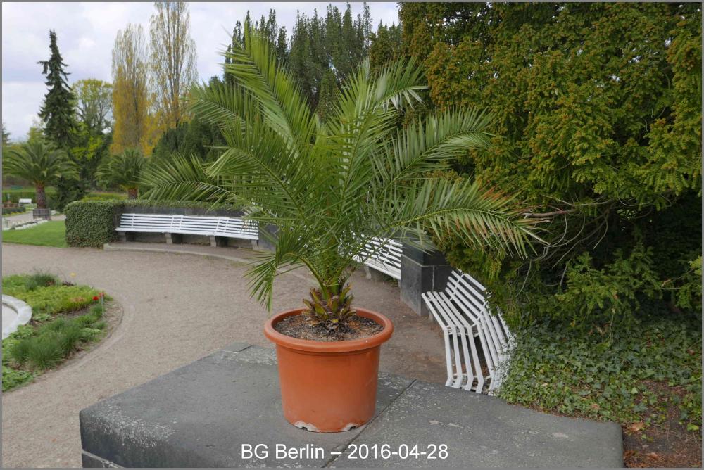 572376f41eb4b_05Berlin2016-04-28P1010474