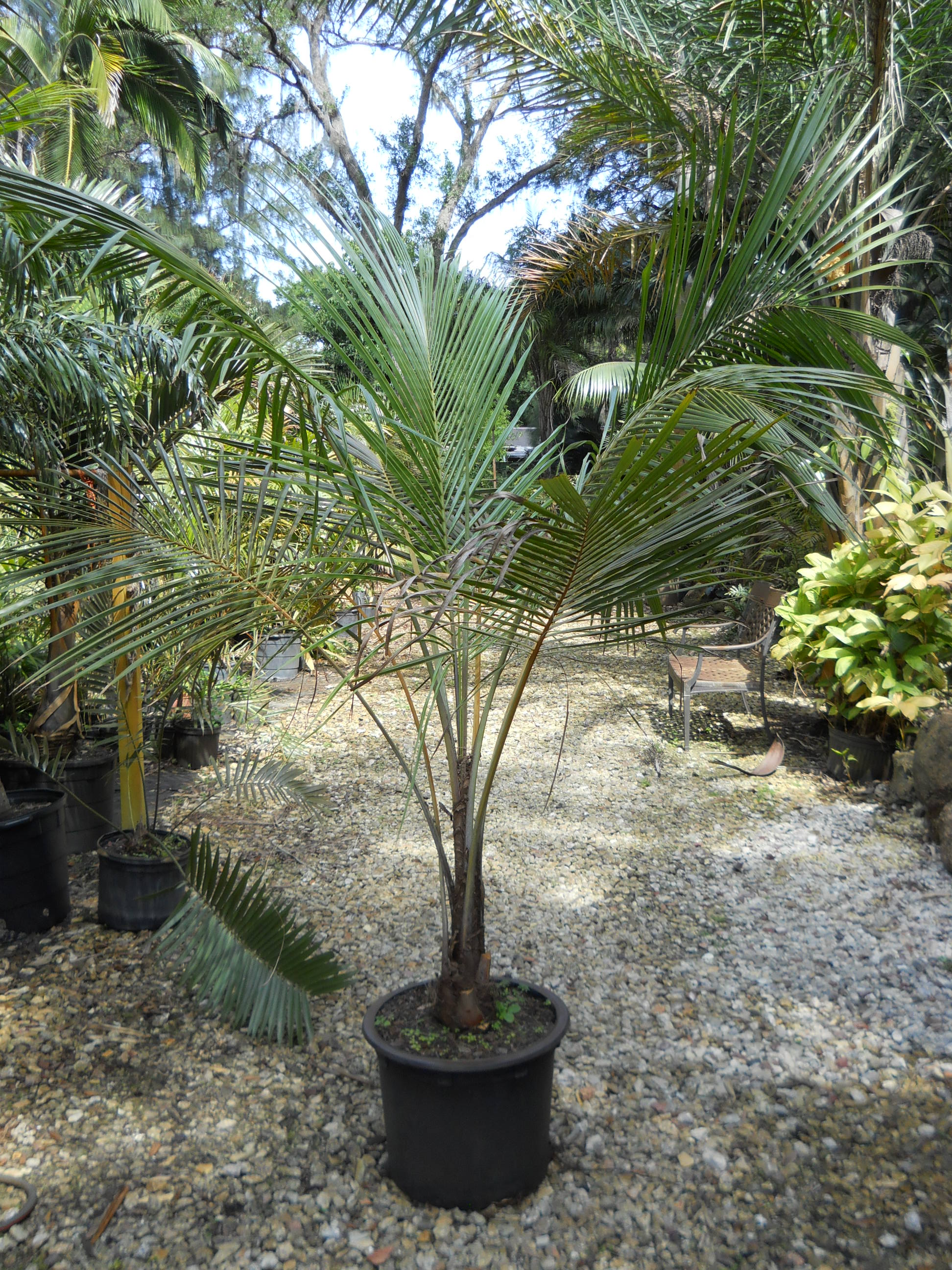 Beccariophoenix alfredii For Sale PalmTalk