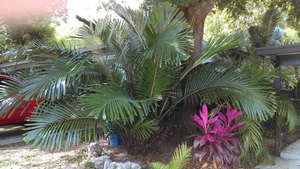 IMAG0705.jpg