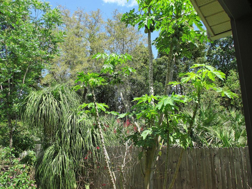 IMG_1061.jpg