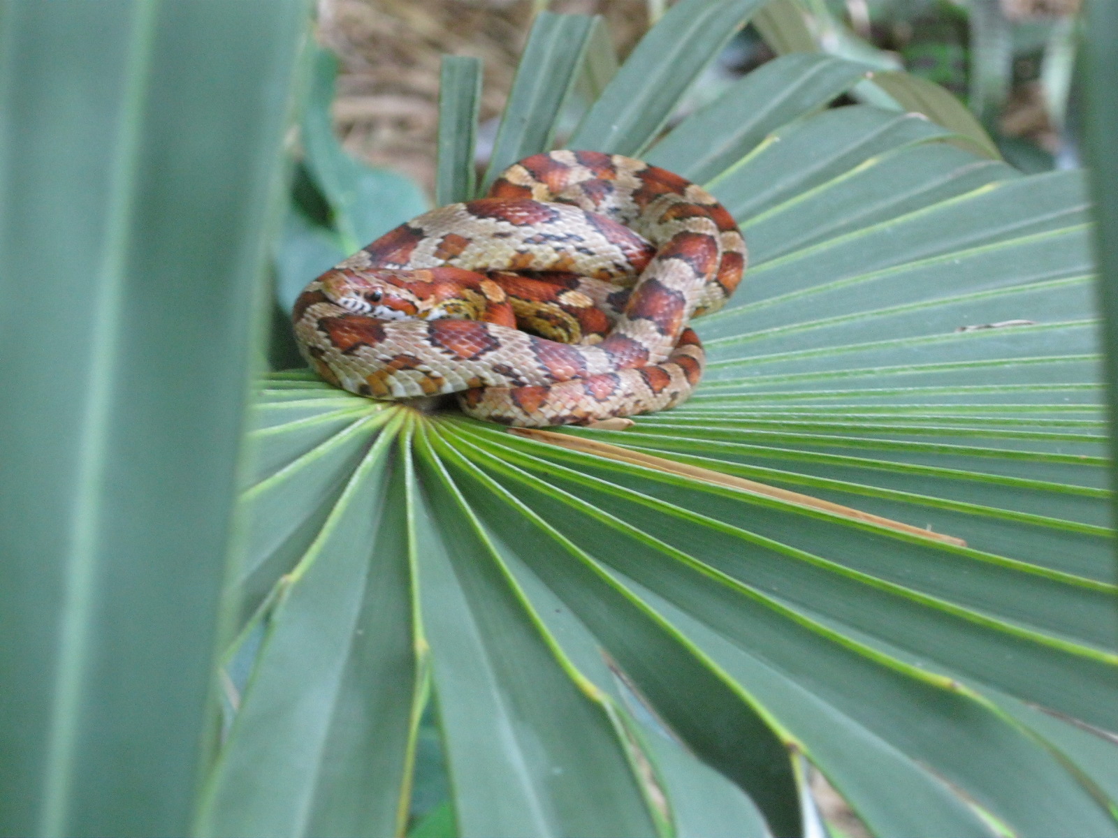 Palms N Snakes! THat time of year again! Page 2 DISCUSSING PALM