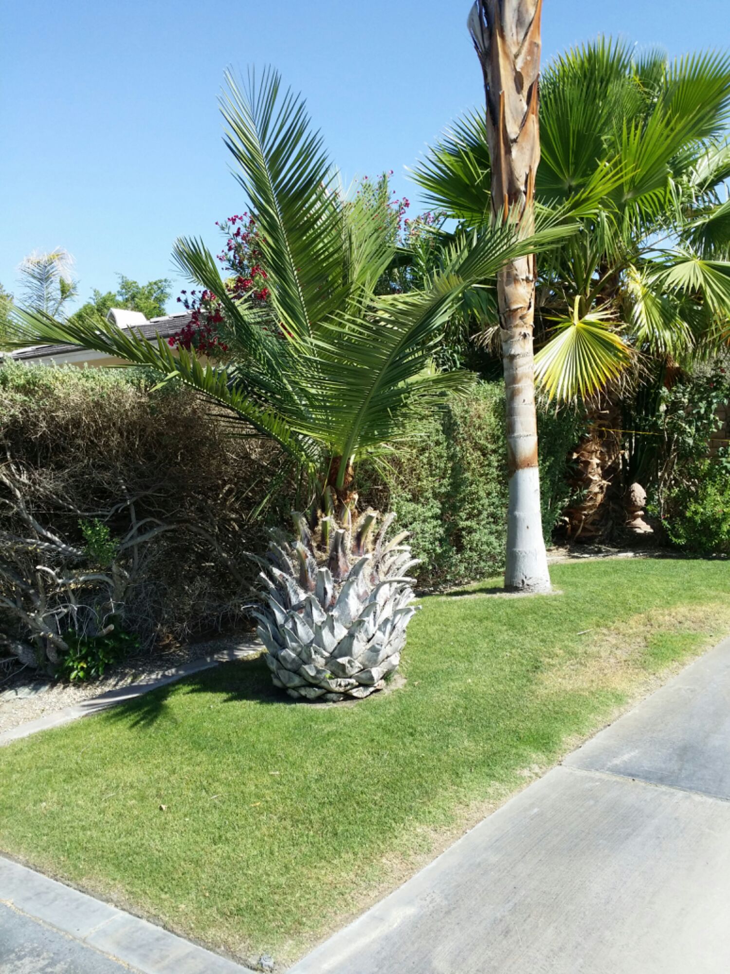Jubaea vs. Parajubaea in full sun, full heat of low desert