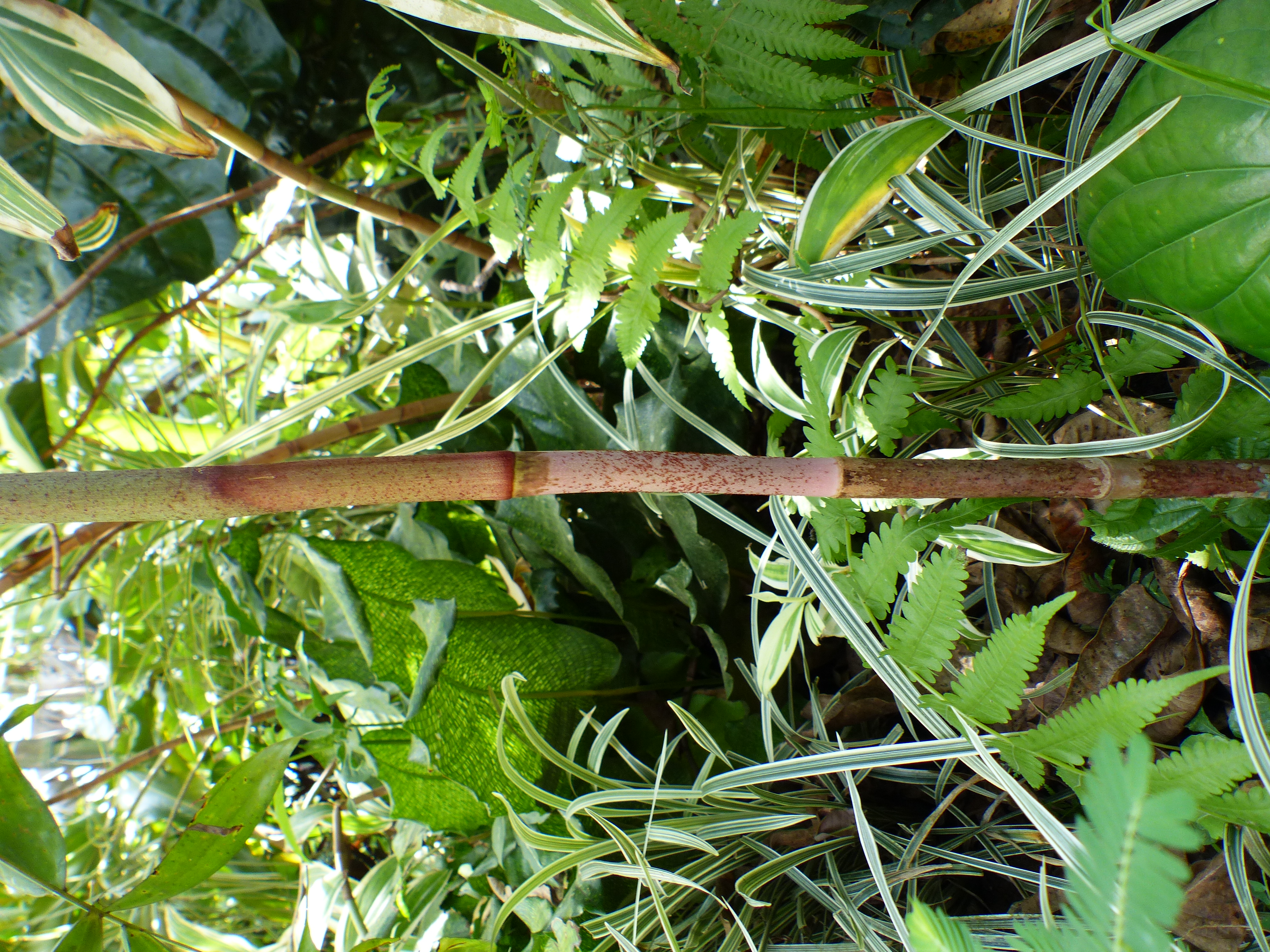 Dypsis rosea in First Garden