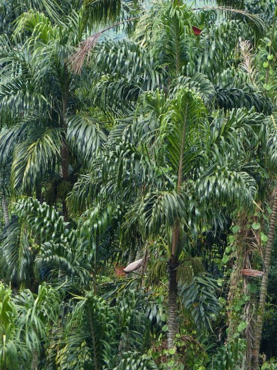 P1270260.thumb.JPG.4225a807d1df624ee2963