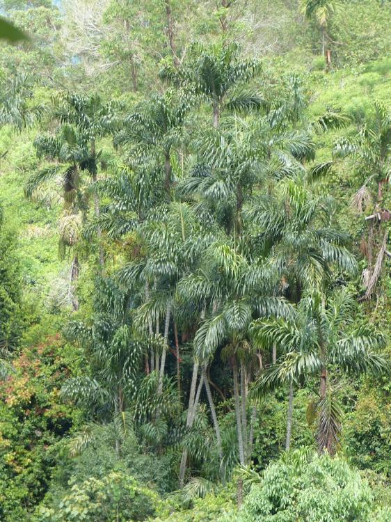 P1270262.thumb.JPG.80c35493de34729f44a00