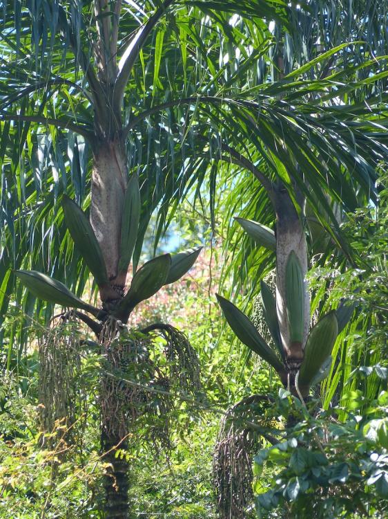 P1270266.thumb.JPG.1a4642f2dcaea7a02169e