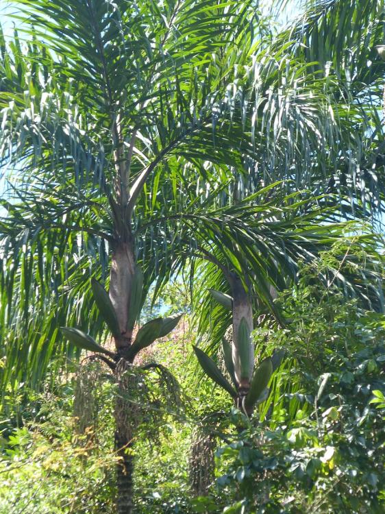 P1270267.thumb.JPG.8f9c85f61eeb09787dd84