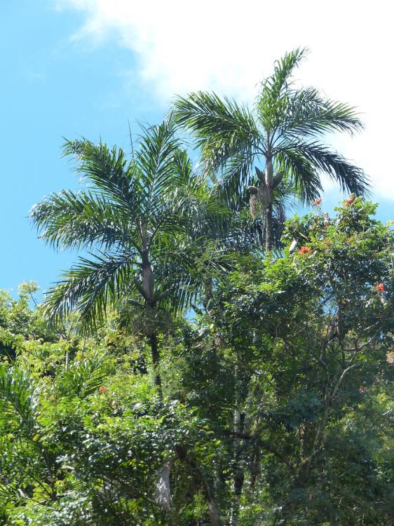 P1270268.thumb.JPG.e9e6ccfdb9d3c7dc6ec7a