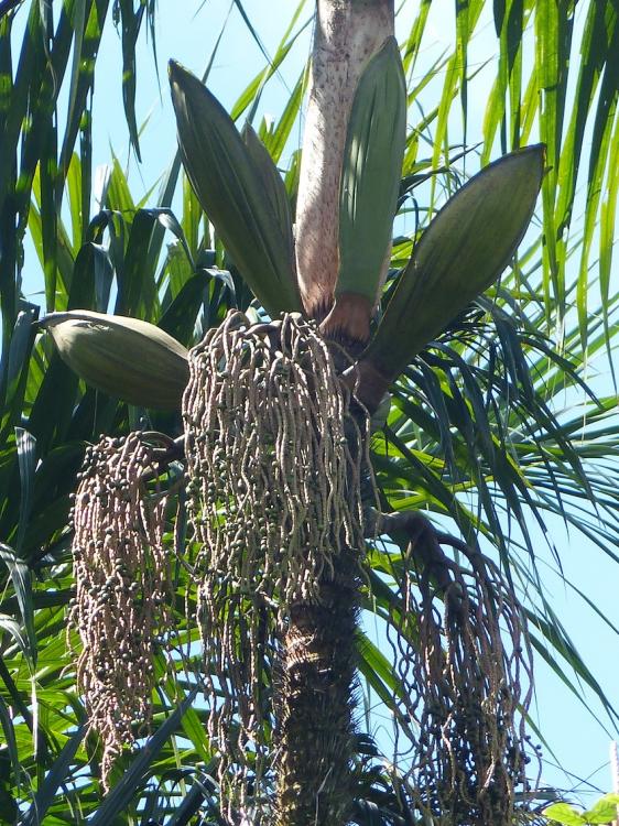 P1270270.thumb.JPG.942ed15b2d0b2a806419d