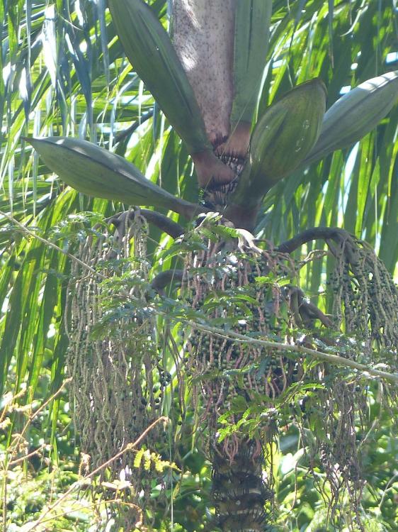 P1270271.thumb.JPG.5693596fe93a2a3223dbb