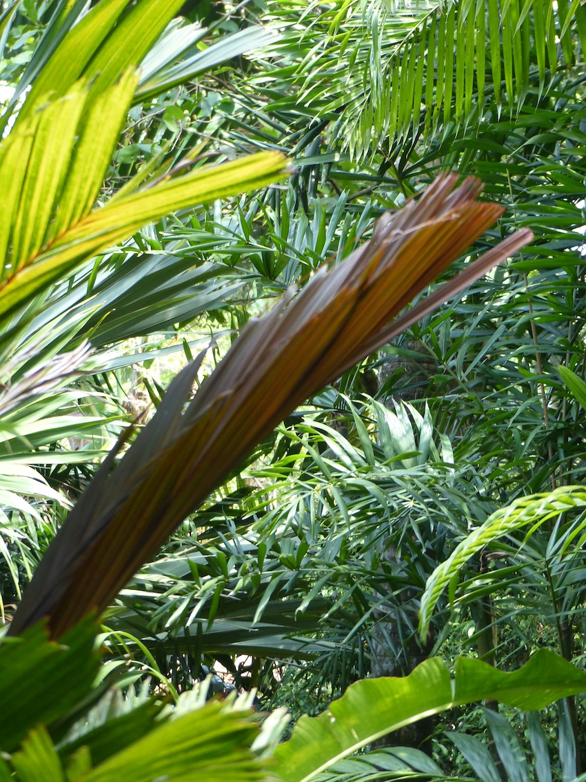 Areca vestiaria 'Maroon' in Samarakoon's garden