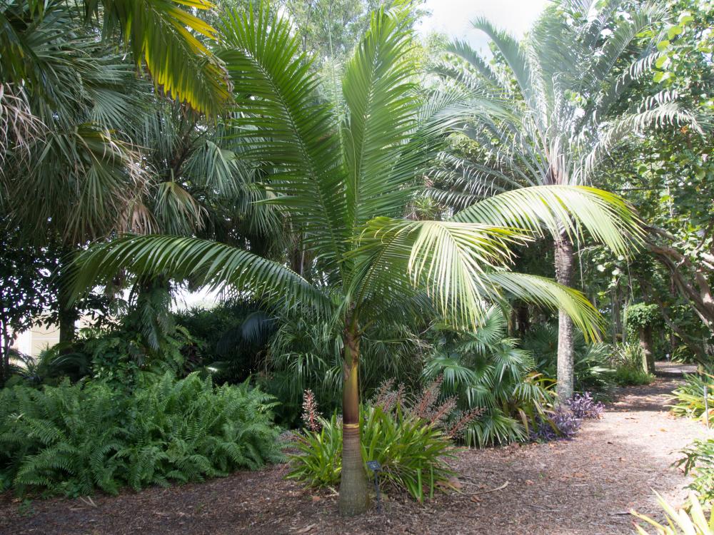 Satakentia_Dypsis_decaryi_at_Heathcote_(1_of_1).jpg