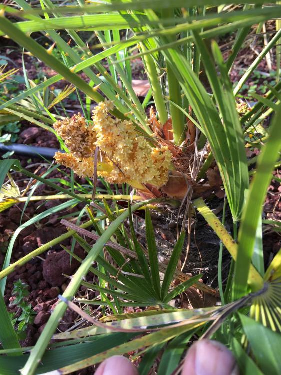 image.thumb.jpg.54790a5550d32bb61f841b93