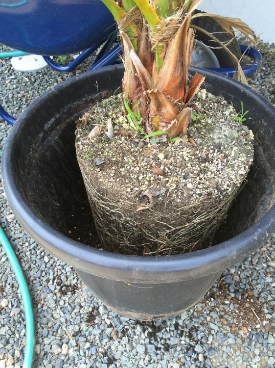 064.thumb.JPG.555bb02f13401ace7c78b45aaf