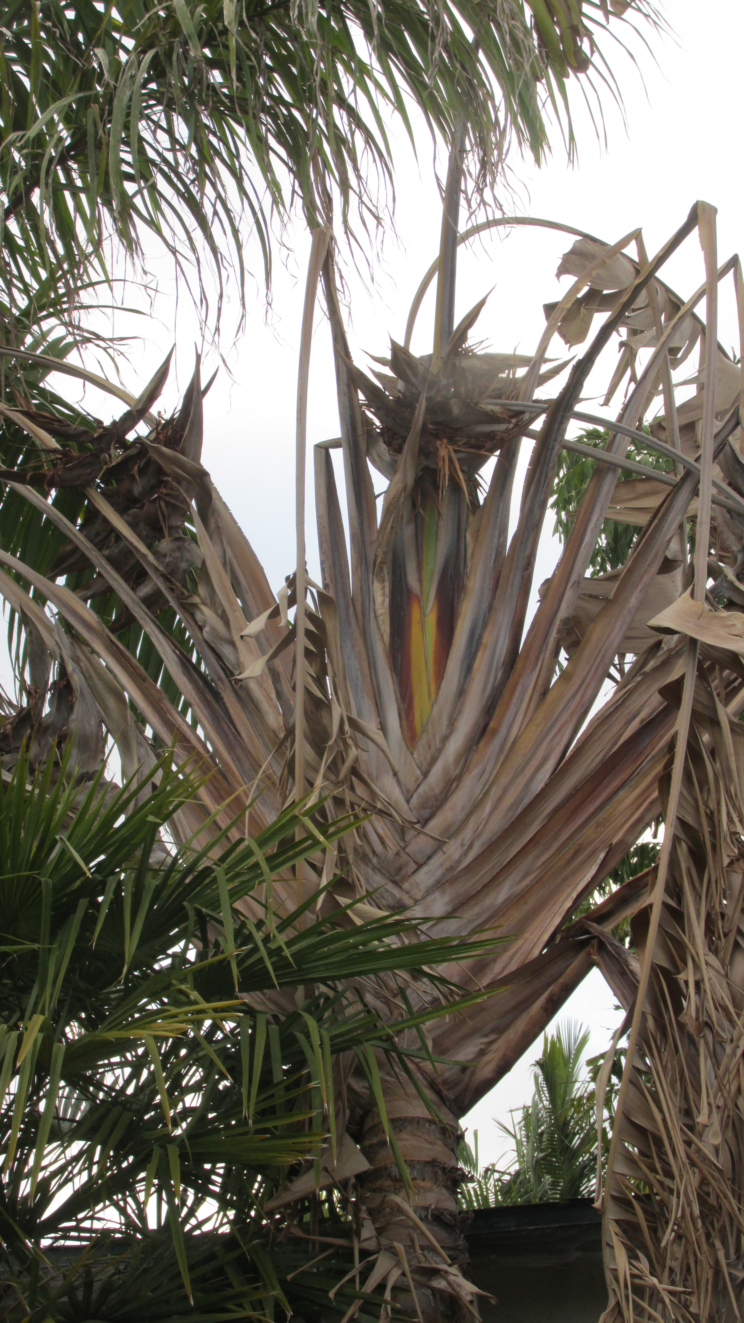 RAVENALA madagascariensis - Travelers Palm, seed, buy – Australian Seed