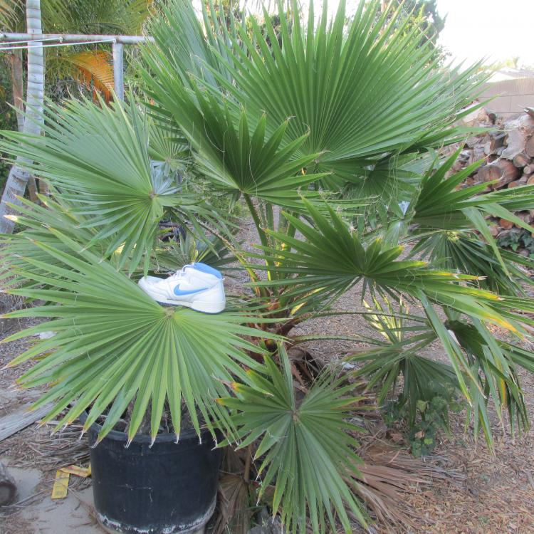 560.thumb.JPG.41c512a43621f7e8ae48006141