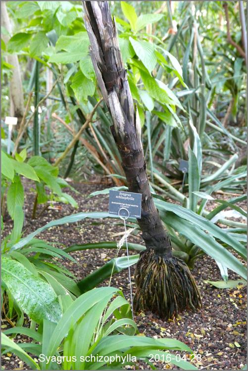 572631774fac2_Syagrusschizophylla2016-04