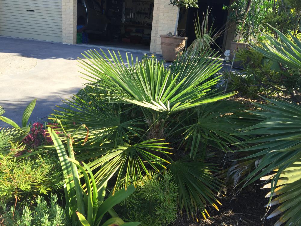 572c7845efc55_Trachycarpusfortunei-1.thu