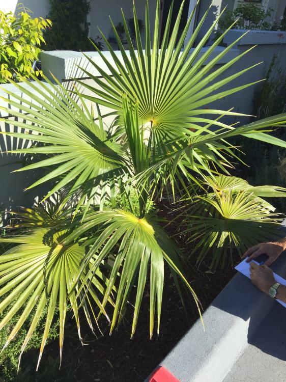 572c7967f2dd2_Coccothrinaxbarbadensis.th