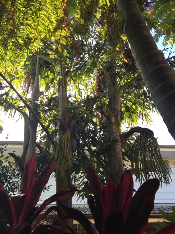 572e95c948327_Caryotamitis.thumb.JPG.007