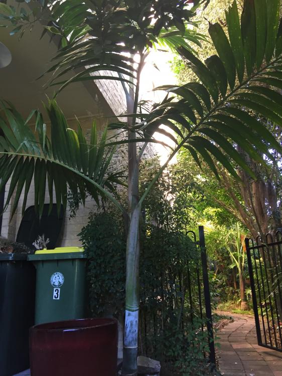 572e96d8ca1d7_Dypsispembana.thumb.JPG.f1