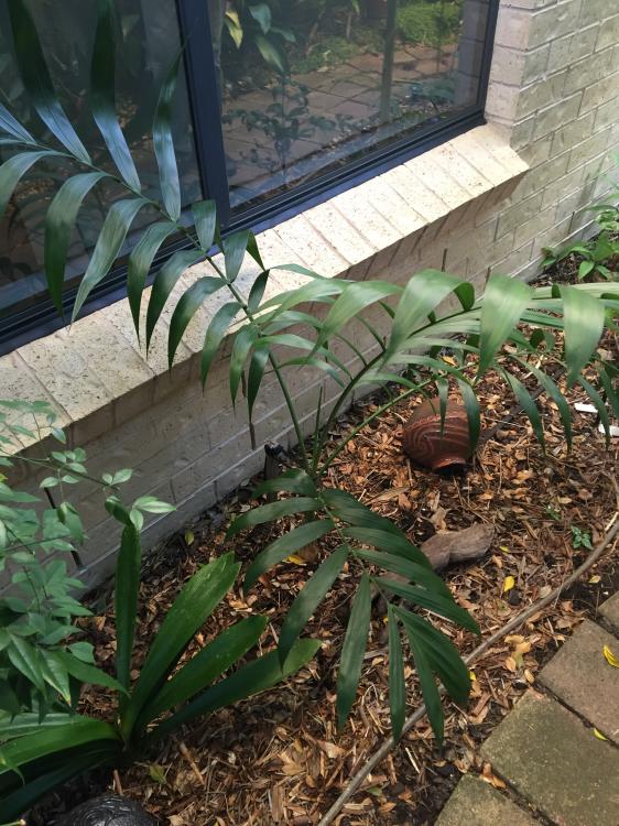 572e975ec65de_chamaedoreabenziei.thumb.J