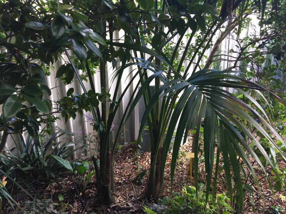 572e980a1aa58_Howeabelmoreana-2.thumb.JP