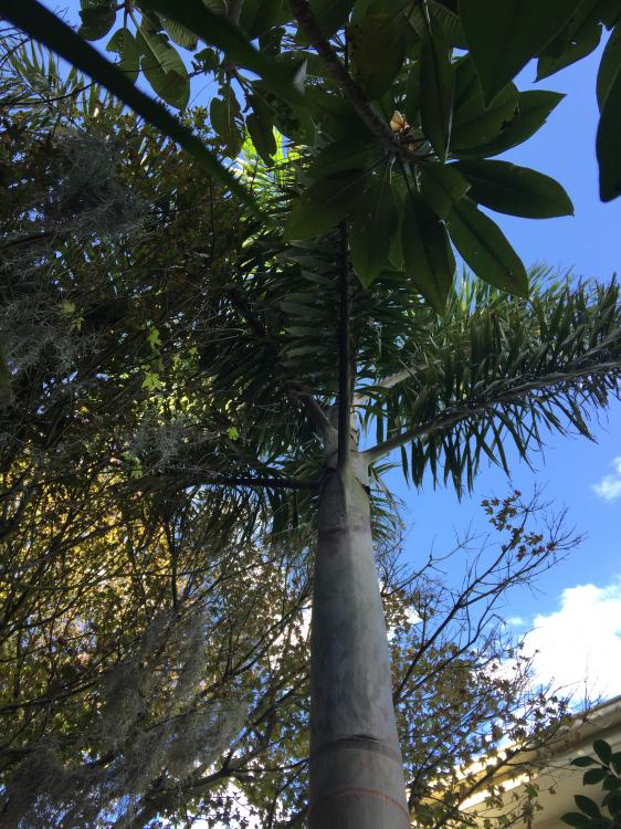 57386cd4eadfb_Wodyetiabifurcata-big-2.th