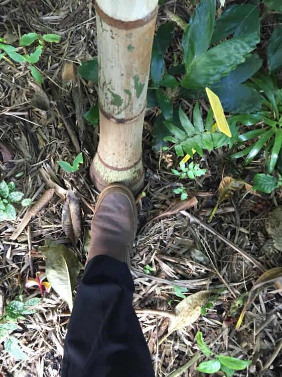 57386ce89c8b4_Wodyetiabifurcata-small2.t