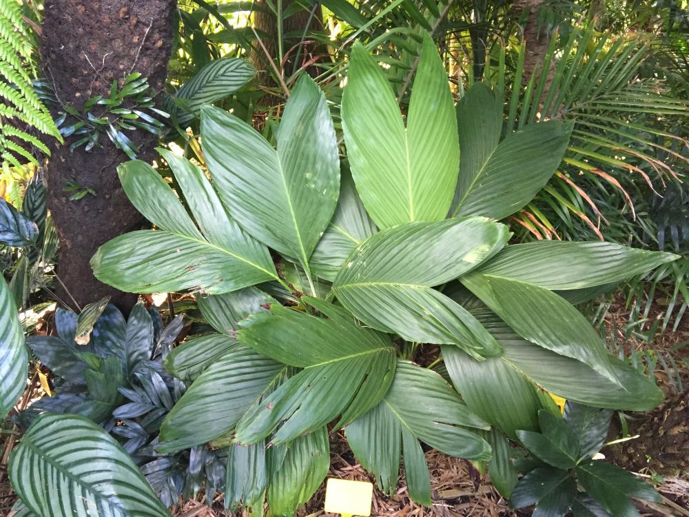 573872aaaf672_Chamaedoreaernesti-augusti