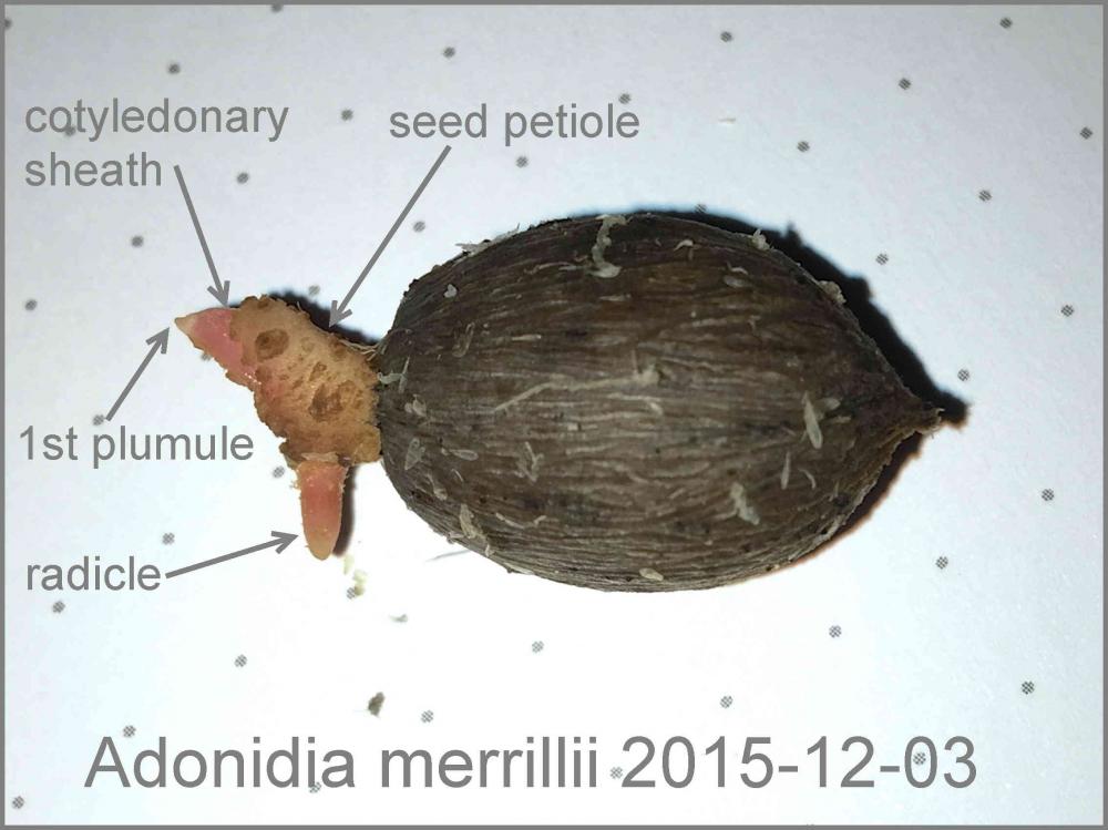 573f32777fc41_Adonidiamerrillii2015-12-0