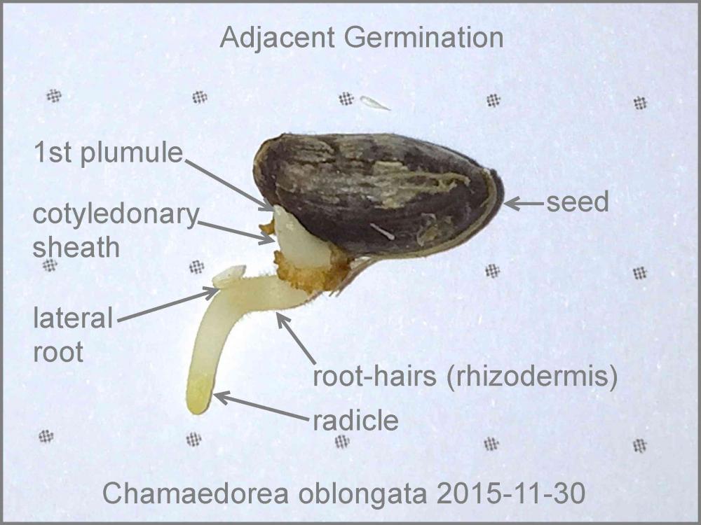 573f328371ed7_Chamaedoreaoblongata2015-1