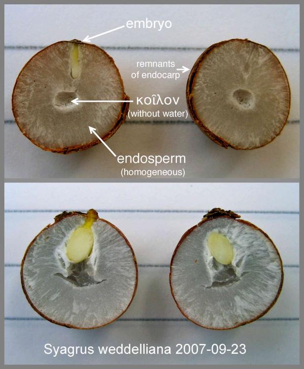 573f608d0d2f5_SyagrusweddellianaEmbryos.