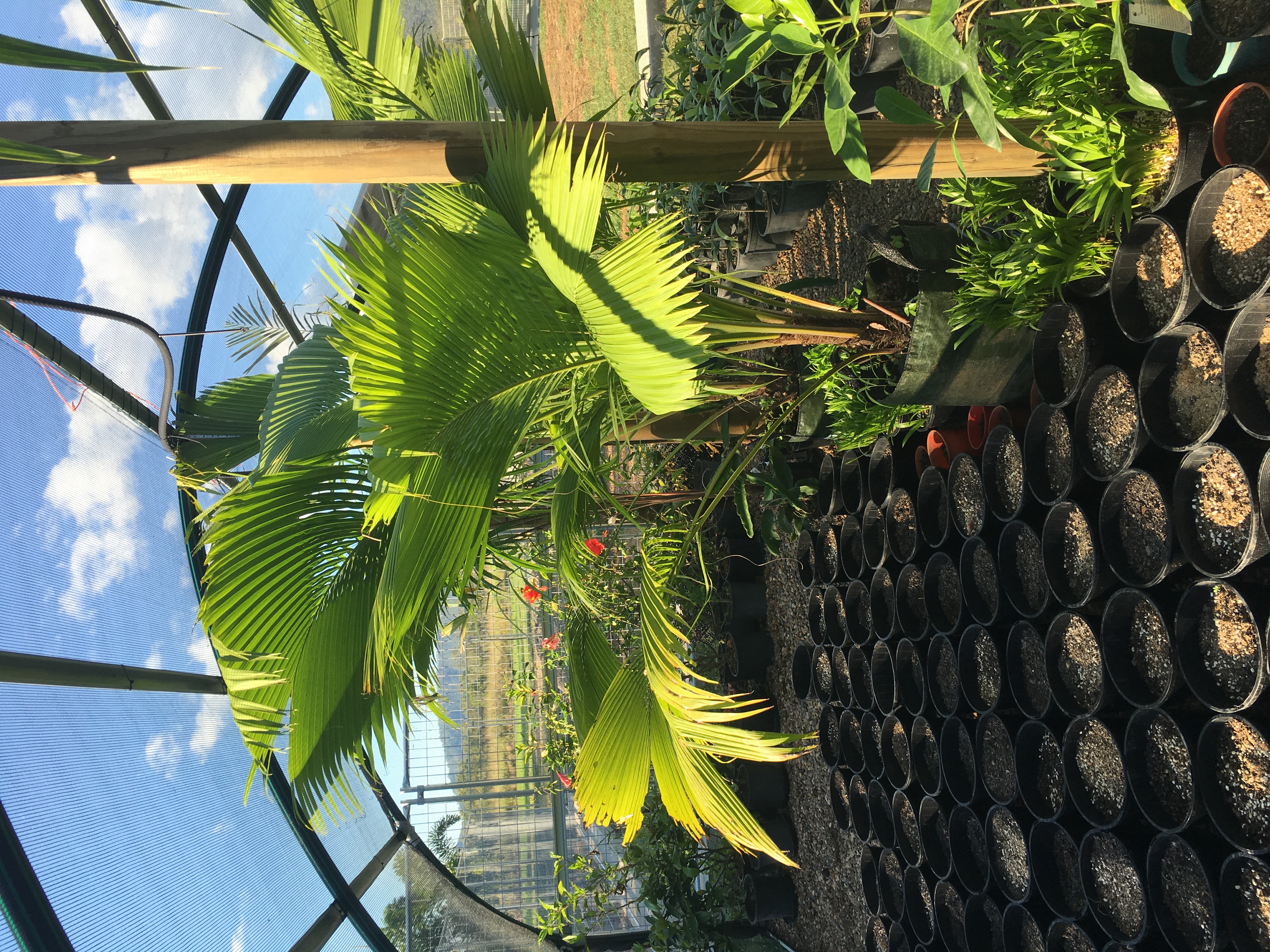 Beccariophoenix type ?