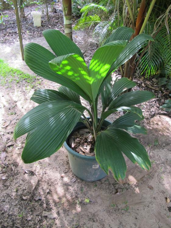 IMG_4616.thumb.JPG.7c41a0ffd467b3ec240c2